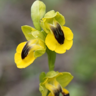 Ophrys lutea